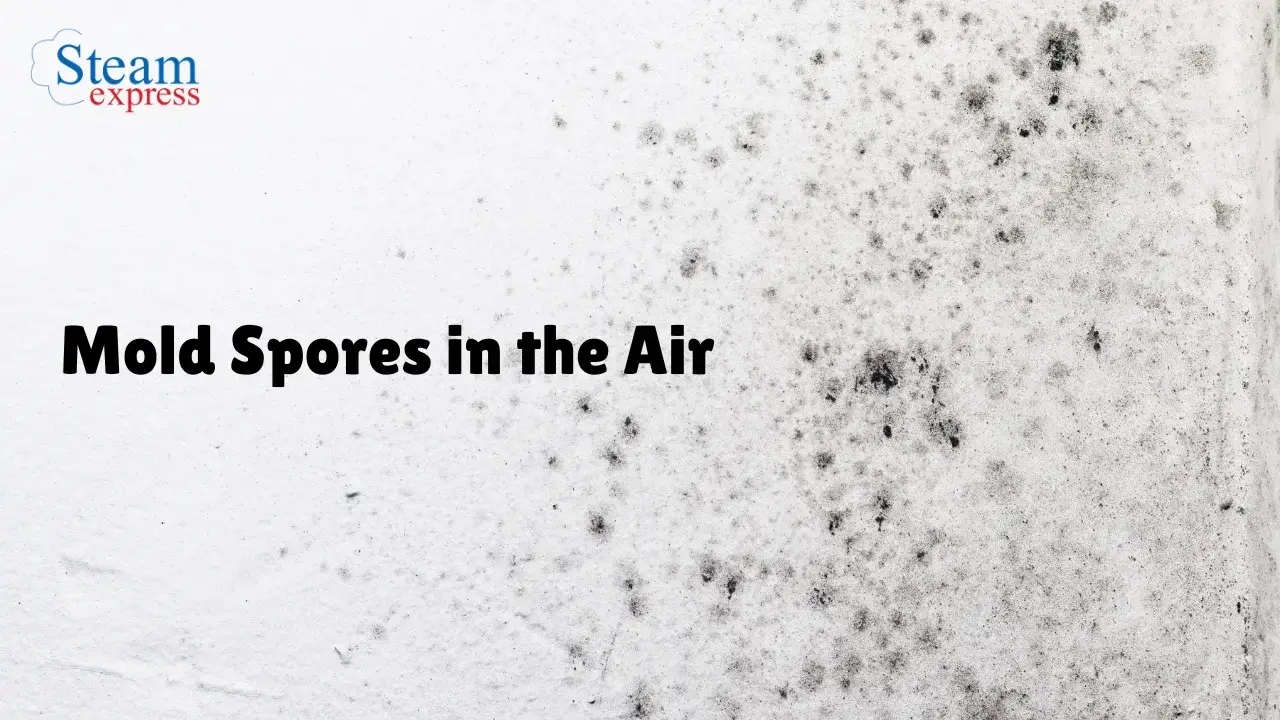 What Kills Mold Spores in the Air (1)