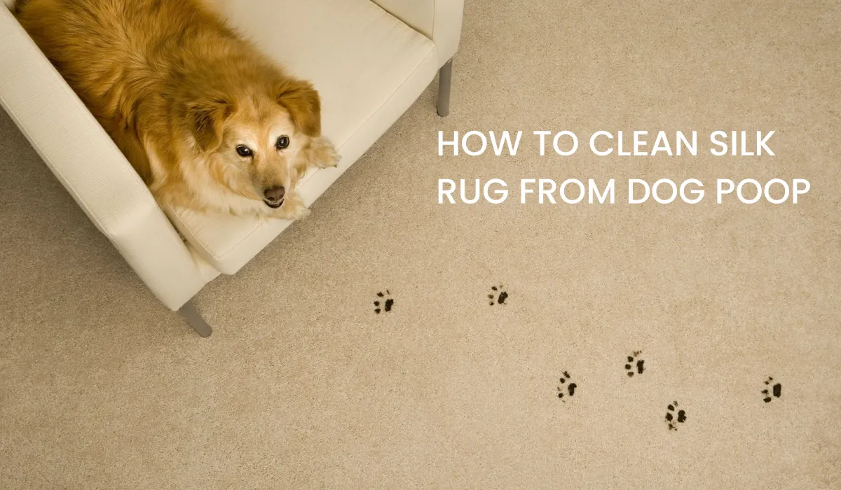 How to Clean Silk Rug From Dog Poop