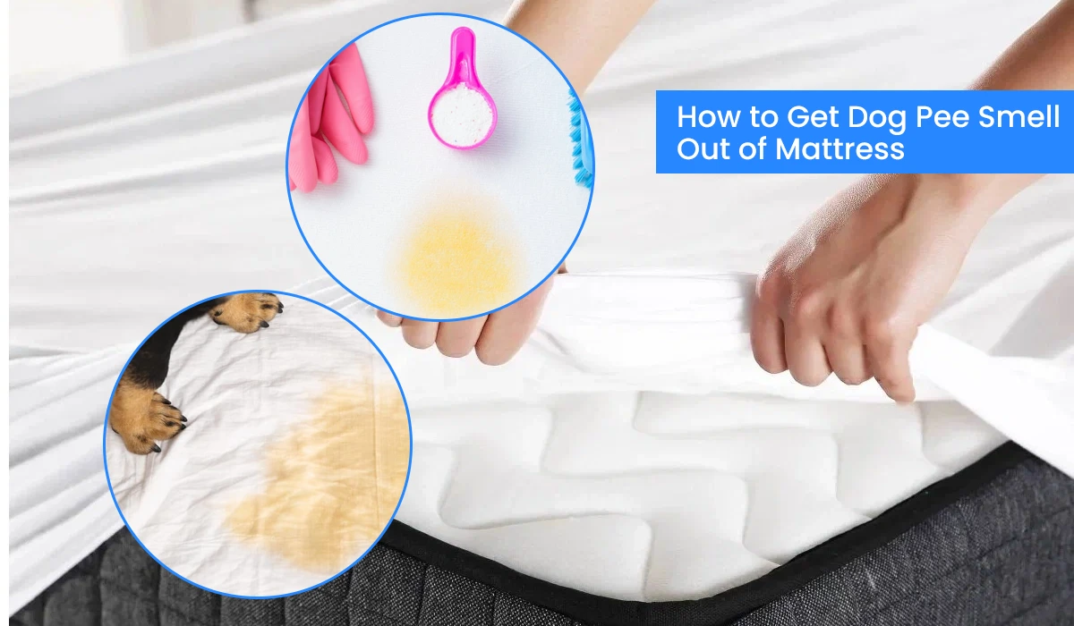 How to Get Dog Pee Smell Out of Mattress