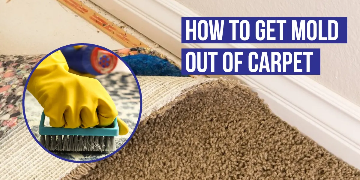 How to get mold out of carpet?