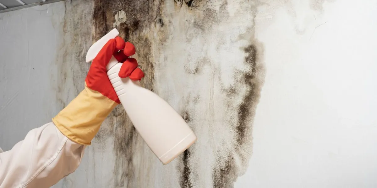 Remove-mold-from-walls