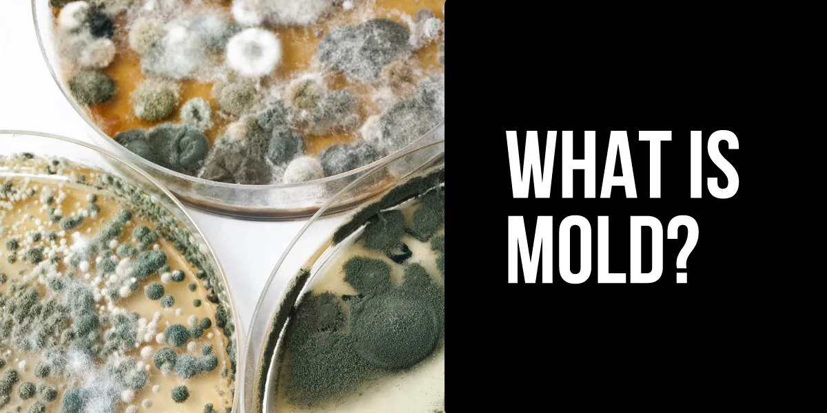 What-is-mold