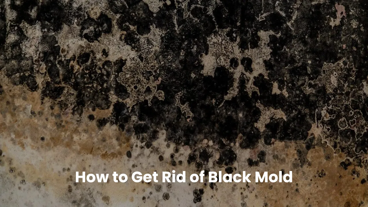 Close-up of black mold on a wall