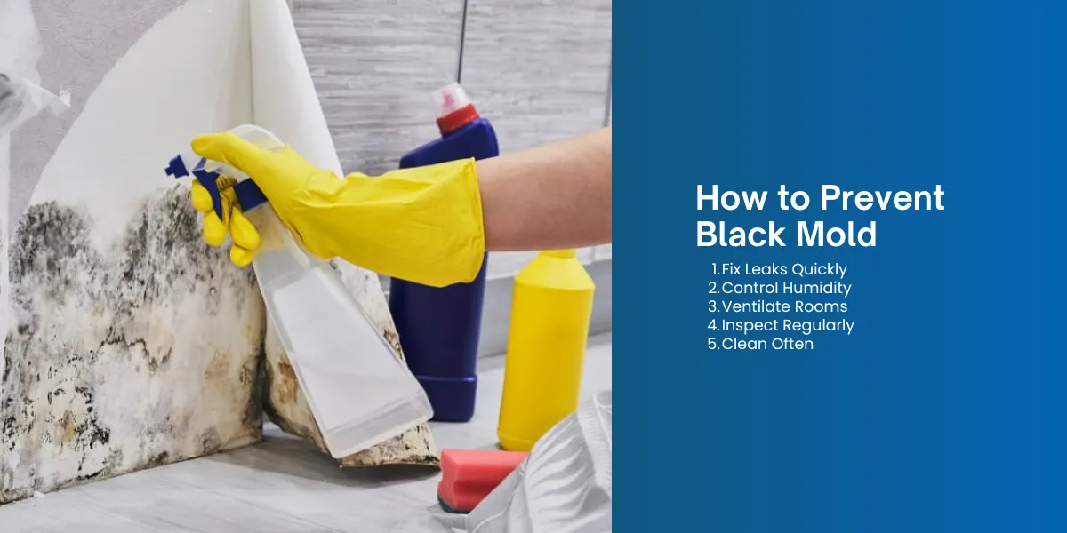 How to Prevent Black Mold