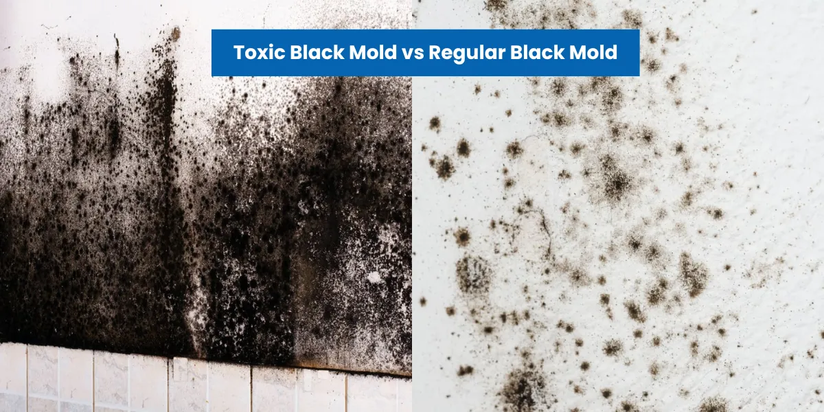 Toxic Black Mold vs Regular Black Mold