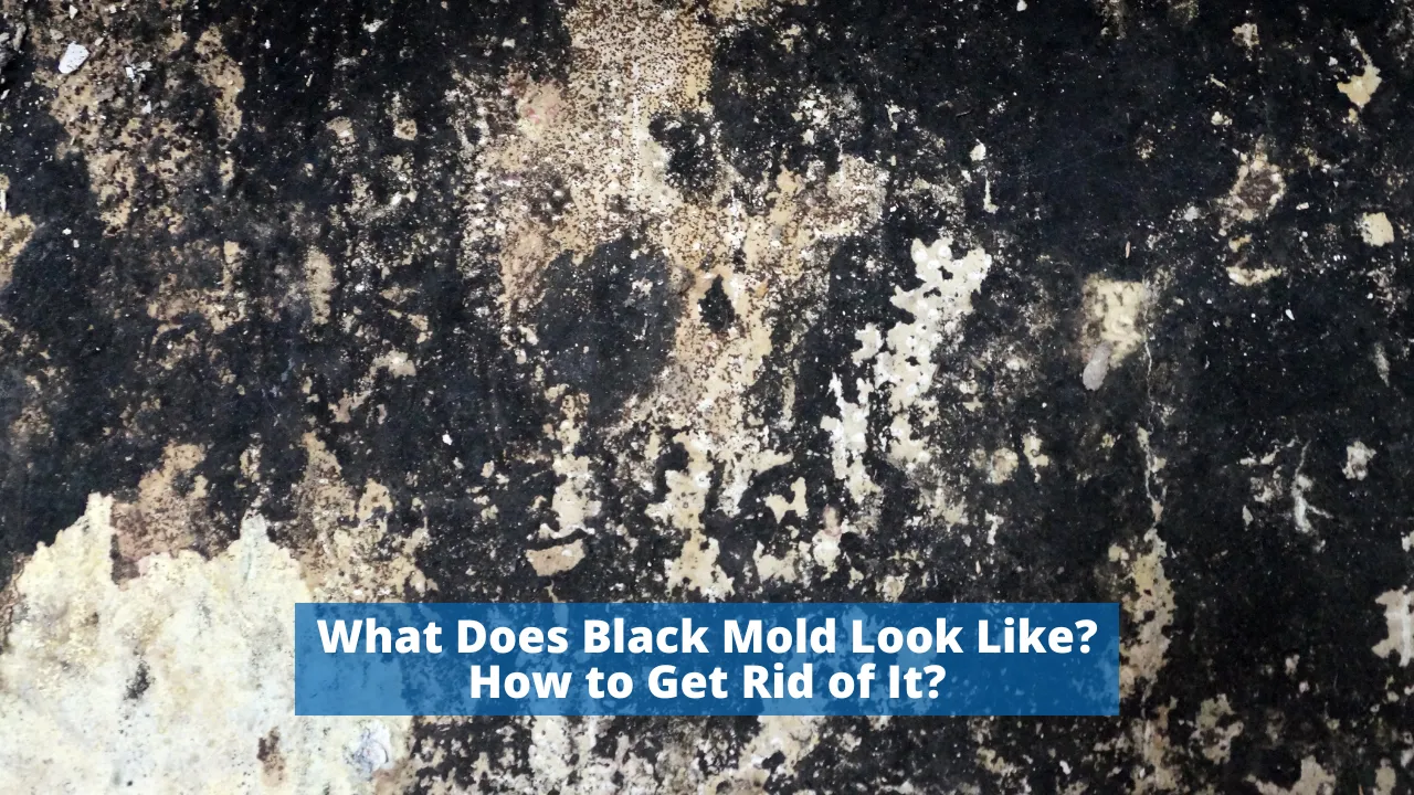 What Does Black Mold Look Like How to Get Rid of It