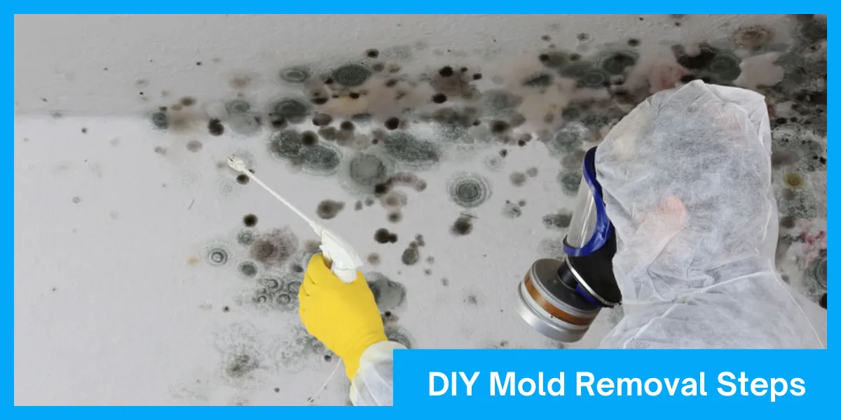 DIY Mold Removal Steps